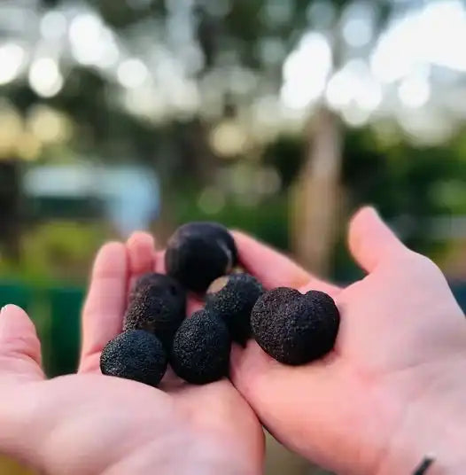 Black Truffle Sea Salt | Buy Australian Black Truffle Salt Online