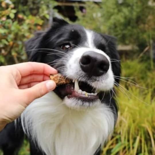 Crunchy Dehydrated Chicken Necks for Dogs - Healthy Dog Treats