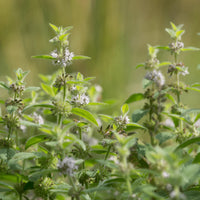 Peppermint, Spearmint & Tea Tree Natural Deodorant Australia
