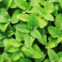 Peppermint, Spearmint & Tea Tree Natural Deodorant Australia