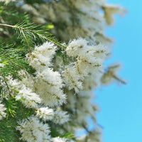 Peppermint, Spearmint & Tea Tree Natural Deodorant Australia